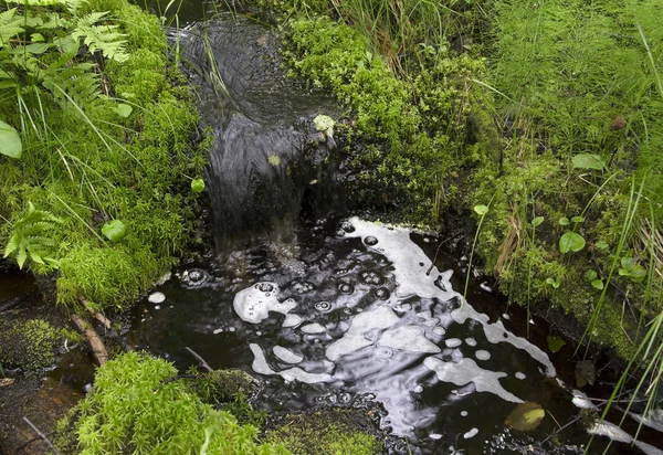 沼地の植物の間で森の中でストリーム — ストック写真