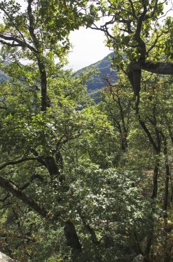 Kafkas Dağları, yeşilin içinde boğulma manzarada