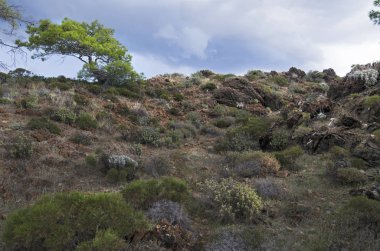 Çim, bush ve kayaların arasındaki çiçekler