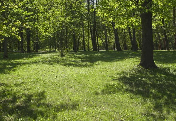 Allée Dans Parc Dans Les Endroits Ensoleillés — Photo