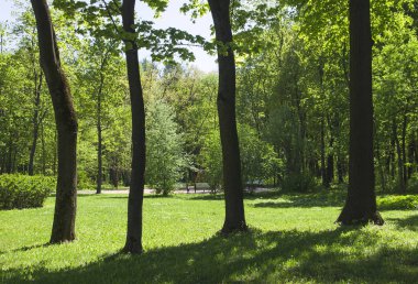 Güneş ışığı noktalar parkta sokakta