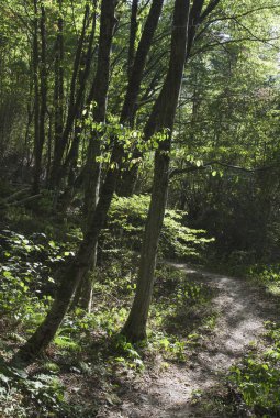Kafkas Dağları, yeşilin içinde boğulma manzarada