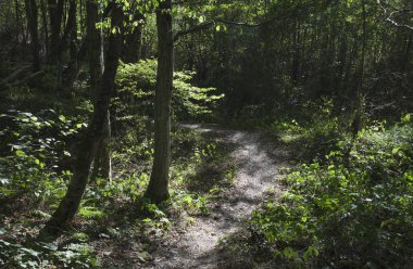 Kafkas Dağları, yeşilin içinde boğulma manzarada