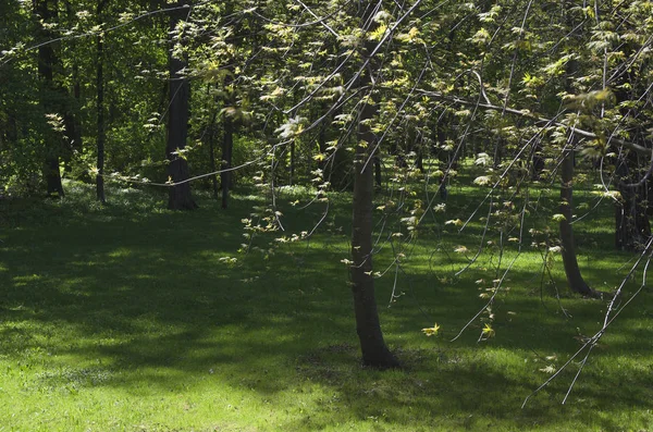 Het Park Plekken Van Zonlicht — Stockfoto