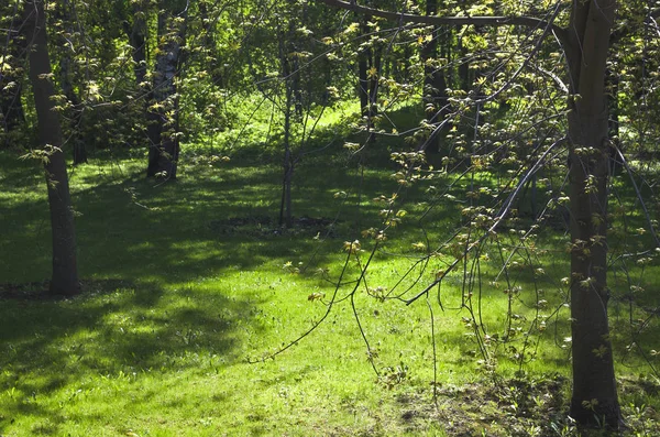 Het Park Plekken Van Zonlicht — Stockfoto