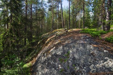 Orman Kola Yarımadası'nın kayalık sahilde