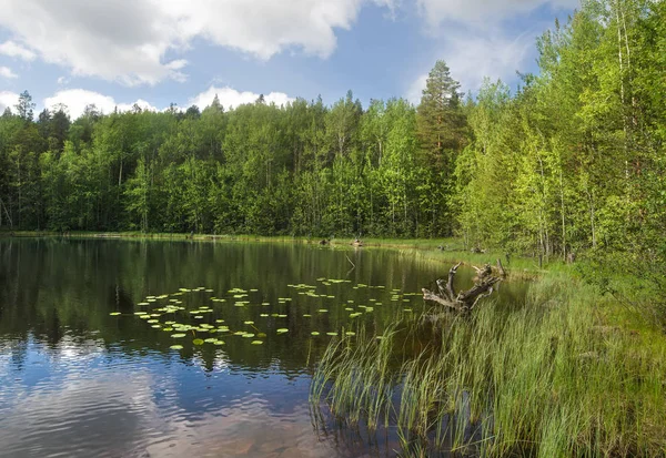 Lungomare Boscoso Grande Lago Foreste Lungo Costa — Foto Stock