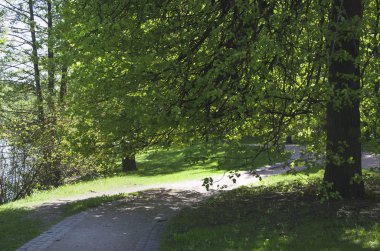 Güneş ışığı noktalar parkta sokakta