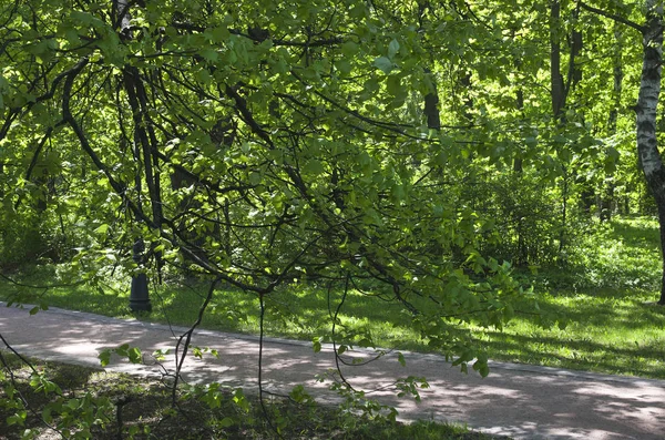 Allée Dans Parc Dans Les Endroits Ensoleillés — Photo