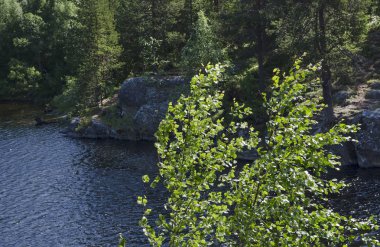 Büyük bir gölün kıyısında. Kıyı boyunca ormanlar