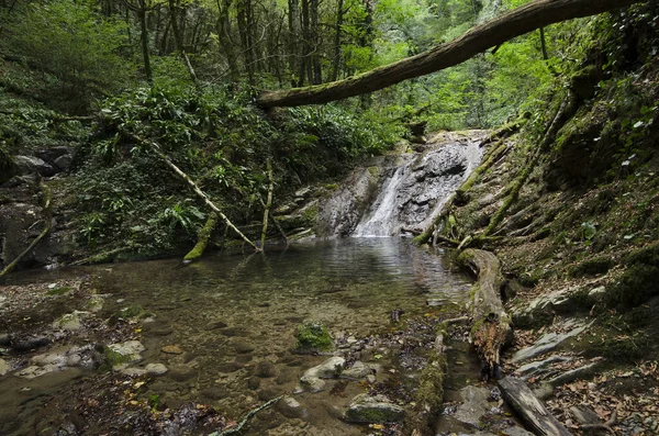 Soçi'de Shahe nehri yakınındaki şelale