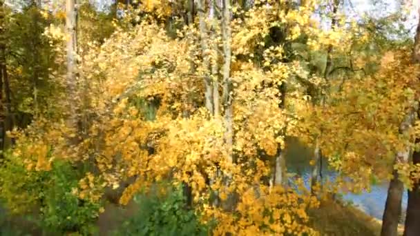 莫斯科附近Ostafyevo公园的秋叶 — 图库视频影像
