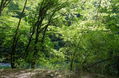 Lazarevskoye yakınlarındaki Kafkasya dağlarındaki Gorge Wonder Beauty