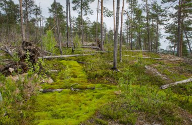 Aşağı Pulong Gölü kıyısındaki Karelia 'da kayalıklarda vahşi orman