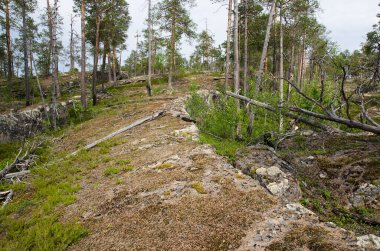 Aşağı Pulong Gölü kıyısındaki Karelia 'da kayalıklarda vahşi orman