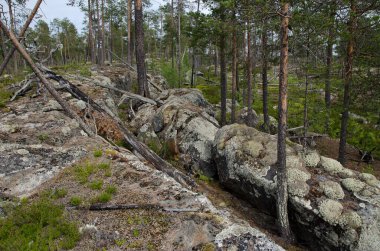 Aşağı Pulong Gölü kıyısındaki Karelia 'da kayalıklarda vahşi orman