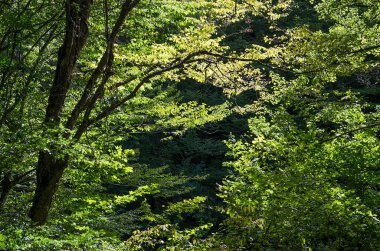 Lazarevskoye yakınlarındaki Kafkasya dağlarındaki Gorge Wonder Beauty