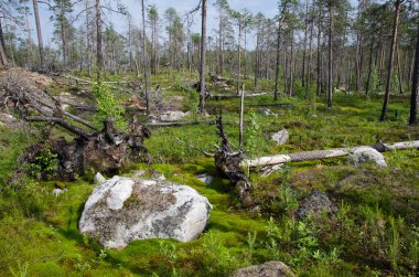 Aşağı Pulong Gölü kıyısındaki Karelia 'da kayalıklarda vahşi orman