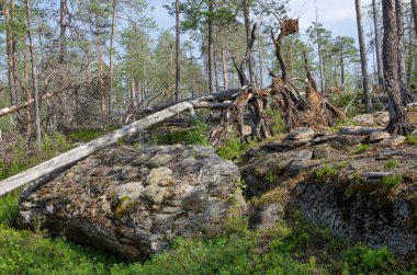Aşağı Pulong Gölü kıyısındaki Karelia 'da kayalıklarda vahşi orman