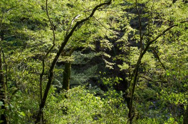 Lazarevskoye yakınlarındaki Kafkasya dağlarında Mamed Geçidi.