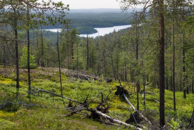 Aşağı Pulong Gölü kıyısındaki Karelia 'da kayalıklarda vahşi orman