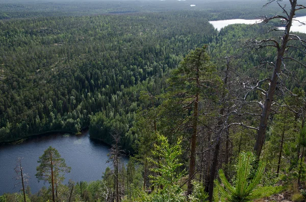 Dziki Las Skałach Karelia Nad Brzegiem Jeziora Dolnego Pulong — Zdjęcie stockowe