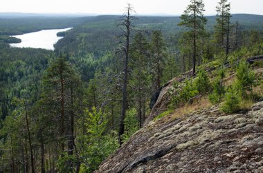 Aşağı Pulong Gölü kıyısındaki Karelia 'da kayalıklarda vahşi orman