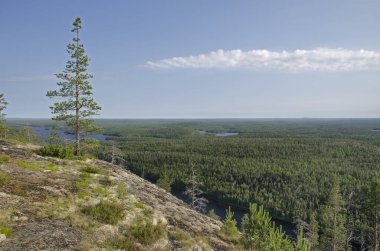 Aşağı Pulong Gölü kıyısındaki Karelia 'da kayalıklarda vahşi orman