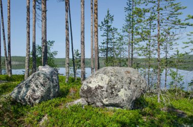 Yukarı Pulongskoye Gölü kıyısındaki Karelia kayalıklarında vahşi orman.
