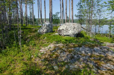 Yukarı Pulongskoye Gölü kıyısındaki Karelia kayalıklarında vahşi orman.