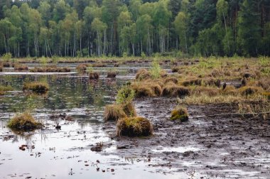 Marsh of protected area of Bug Landscape Park on the Bug River in Masovian Voivodeship of Poland clipart