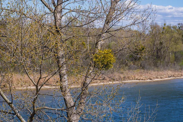 Ökse Otu Kuehwoerther Wasser Kanalın Viyana Avusturya Tuna Auen Parkı — Stok fotoğraf