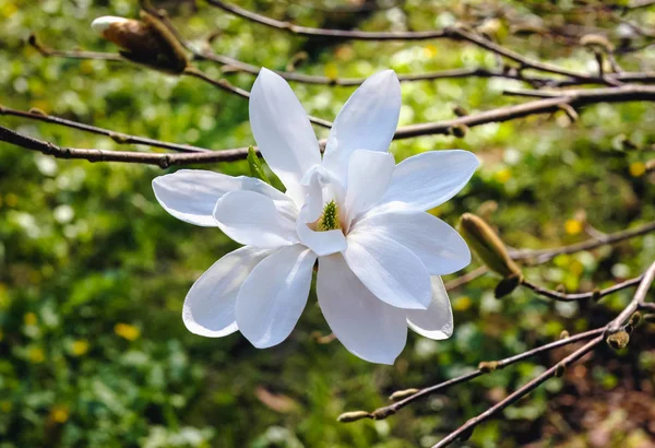 Ster Magnoliaboom Volle Bloei Tuin — Stockfoto