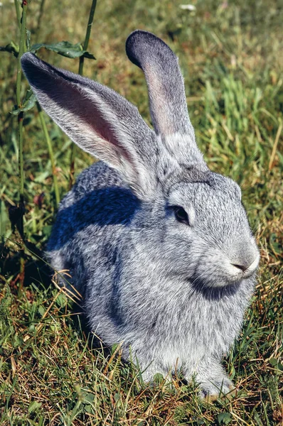 ポーランドのMasovian地方の牧草地での灰色のウサギ — ストック写真