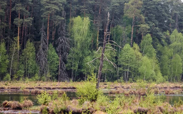Forest in protected area of Bug Landscape Park on the Bug River in Masovian Voivodeship of Poland
