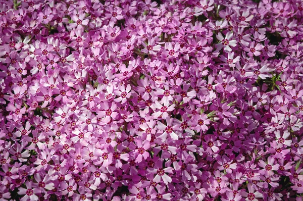 Roze Bloemen Van Phlox Subulata Bloeiende Plant Tuin Beter Bekend — Stockfoto