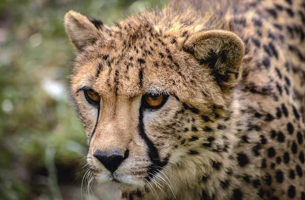 Närbild Ett Huvud Wild Cat Cheetah — Stockfoto