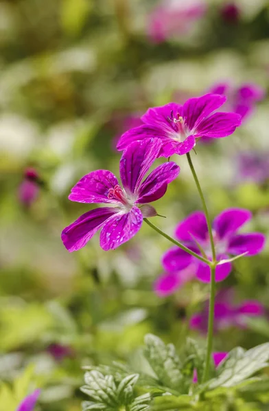 Fleurs Palustres Géranium Communément Appelées Cranesbill Des Marais — Photo