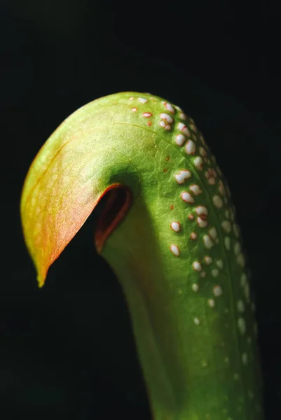 Cerca Una Sarracenia Comúnmente Conocida Como Trompeta Jarra Planta Carnívora — Foto de Stock