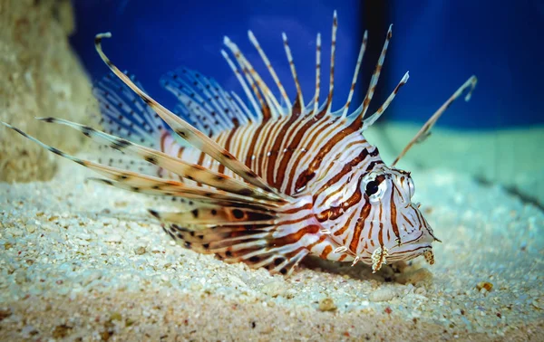 Закрыться Красной Львиной Рыбе Рыбе Коралловых Рифов Большой Акватории — стоковое фото