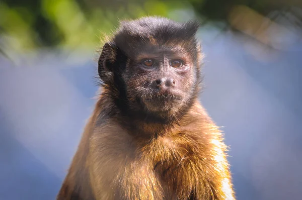 Retrato Sapajus Apella Vulgarmente Conhecido Como Capuchinho Adornado Capuchinho Preto — Fotografia de Stock