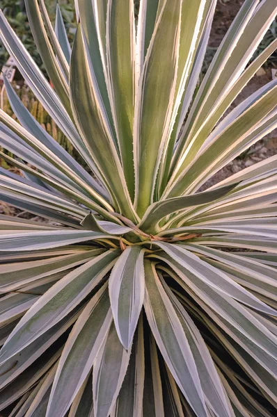 Leaves Agave Angustifolia Plant Commonly Known Caribbean Agave — Stock Photo, Image