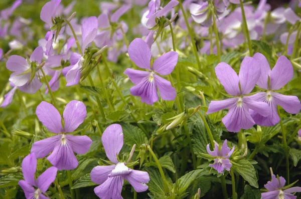 Gros Plan Sur Viola Cornuta Fleurs Dans Garde Communément Appelé — Photo