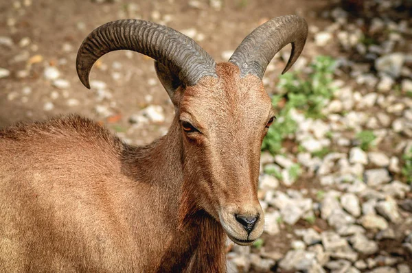 Retrato Ammotragus Lervia Caprid Comúnmente Conocido Como Oveja Berberisca —  Fotos de Stock