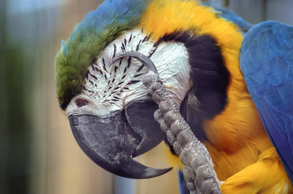 앵무새의 머리에 가까이 — 스톡 사진