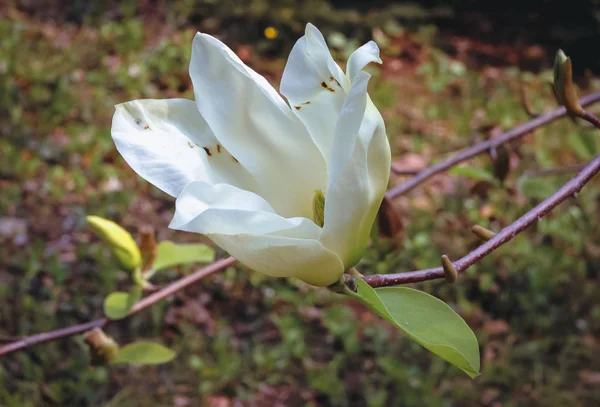 Close Magnolia Flower Garden — Stock Photo, Image