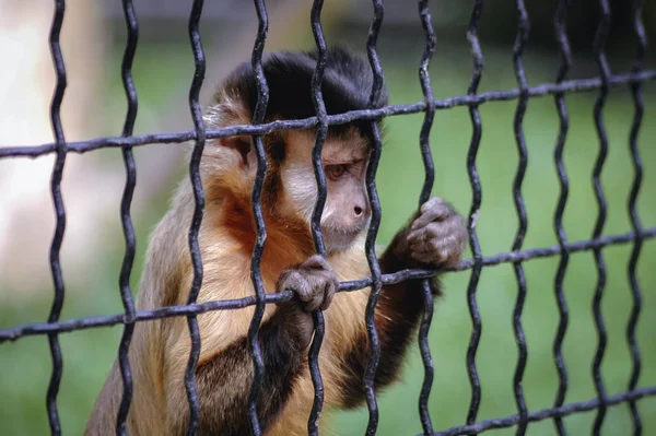 Retrato Sapajus Apella Vulgarmente Conhecido Como Capuchinho Adornado Capuchinho Preto — Fotografia de Stock