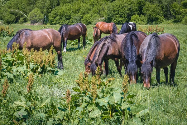 Grupa Tzw Kucyków Huculskich Lub Karpackich Zielonej Łące Bieszczadzkim Parku — Zdjęcie stockowe