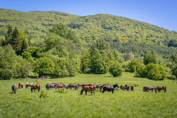 在波兰的 Bieszczady 山脉国家公园的草地上 所谓的 Hucul 或的马群 — 图库照片