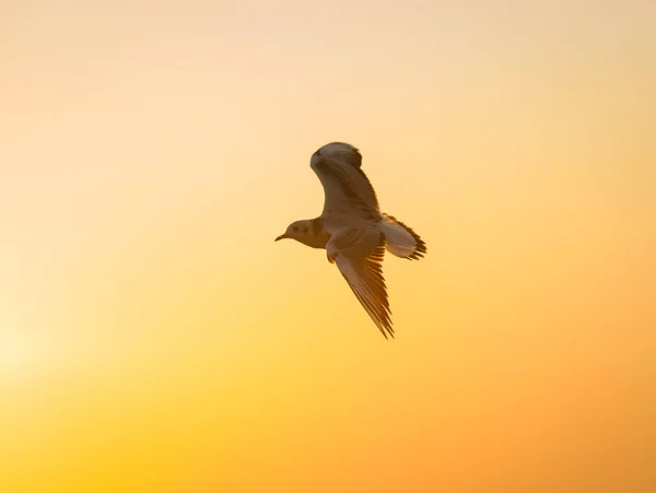 Sea gull flying above Baltic Sea in Swinoujscie, Poland